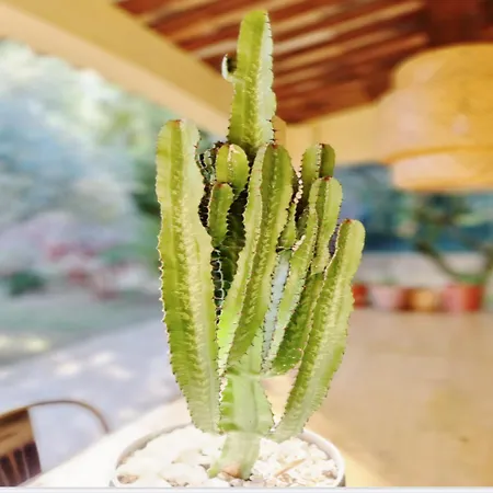 Oasis En Provence Luberon Prázdninový dům *